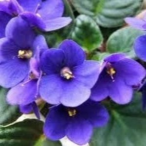 Meet your Posher, Violet